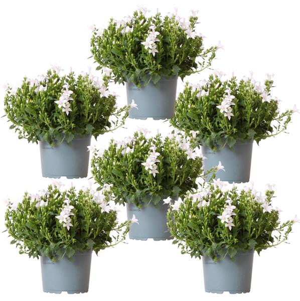 Campanula Addenda - Klokjesbloem wit potmaat 12cm - 1m2 bodembedekker - 6 stuks - Ambella white - tuinplanten - winterhard