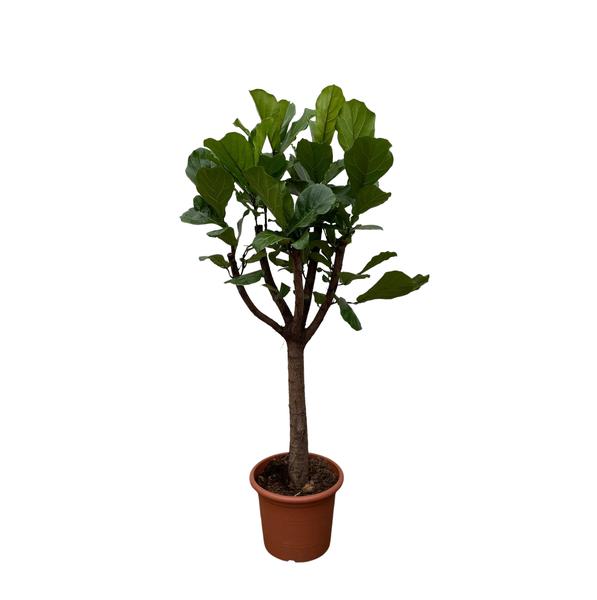 Ficus Lyrata boom XXL - 200 cm - ø40