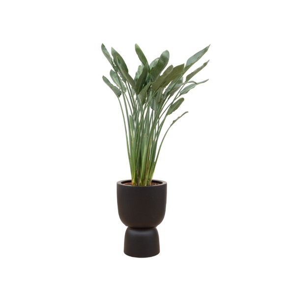 Combi deal - Strelitzia Reginae inclusief elho Amber Coupe zwart Ø41 - 190 cm