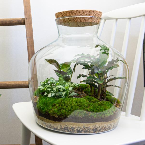 DIY terrarium -  Fat Joe - ↕ 30 cm - Rake + Shovel + Tweezer