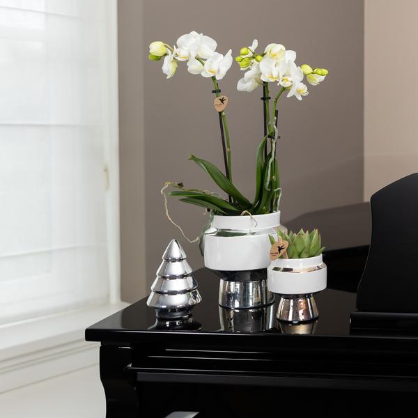 Kolibri Orchids | Witte Phalaenopsis orchidee – Amabilis + Le Chic sierpot zilver – potmaat Ø9cm – 40cm hoog | bloeiende kamerplant in bloempot - vers van de kweker