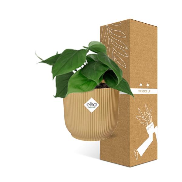 Philodendron Scandens in ELHO Vibes Fold 14cm geel