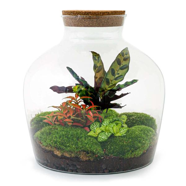 DIY terrarium - Fat Joe Rood - ↕ 30 cm - Rake + Shovel