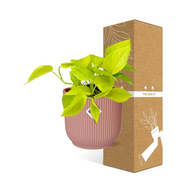 Epipremnum Pinnatum ‘Golden Pothos’ in ELHO Vibes Fold 14cm roze