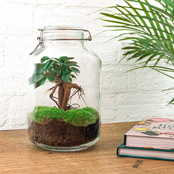 DIY terrarium - Jar - Ficus Ginseng bonsai - ↕ 28 cm - Normal