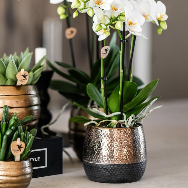 Kolibri Orchids | geel rode Phalaenopsis orchidee – Spain + Elite sierpot copper – potmaat Ø9cm | bloeiende kamerplant in bloempot - vers van de kweker