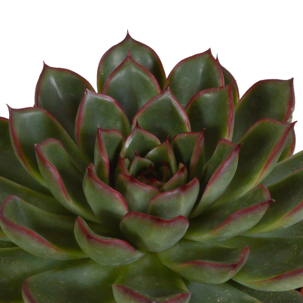 Echeveria mix 10.5 cm - 3x - in terracotta pot