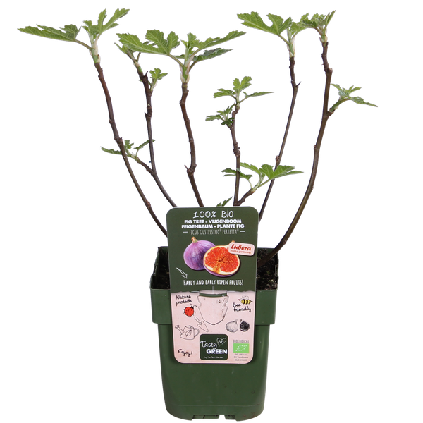 Ficus Gustissimo Perretta - Ø19cm - ↕50cm - Ø13 - ↨45cm