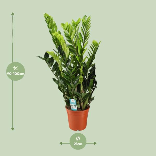 Zamioculcas Zamiifolia - Ø21cm - ↕95cm