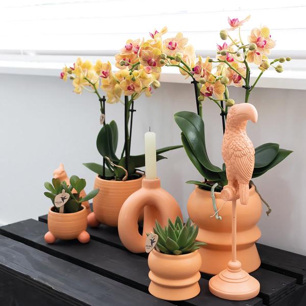 Kolibri Orchids | Oranje Phalaenopsis orchidee – Jamaica + Rolling sierpot peach – potmaat Ø9cm | bloeiende kamerplant in bloempot - vers van de kweker