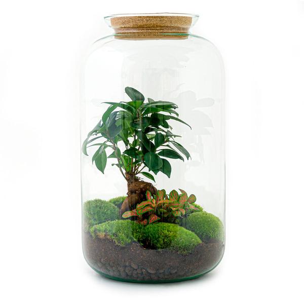 DIY terrarium - Sven Bonsai - ↕ 43 cm - Normal