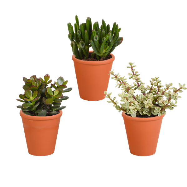 Crassula mix 8.5 cm - 3x - in terracotta pot