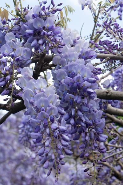 Wisteria sinensis 'Prolific' - Blauwe regen - Ø15cm - ↕65cm