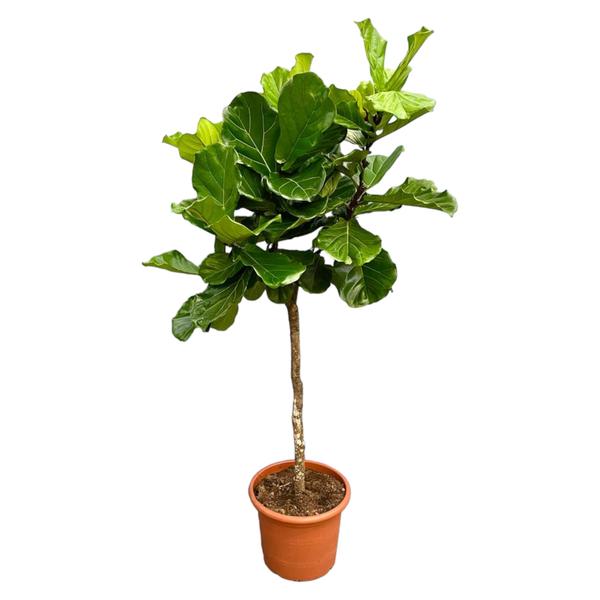 Ficus Lyrata boom XXL - 200 cm - ø40