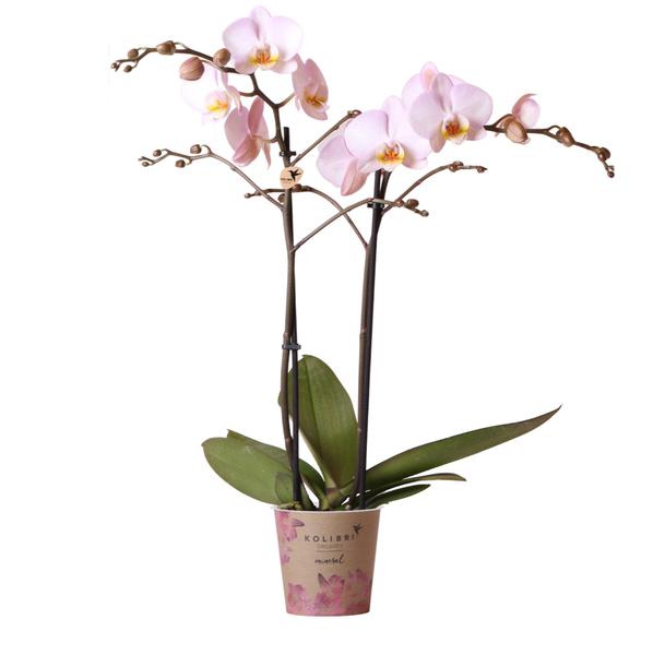 Kolibri Orchids | roze Phalaenopsis orchidee -Mineral Kikion - potmaat Ø12cm | bloeiende kamerplant - vers van de kweker