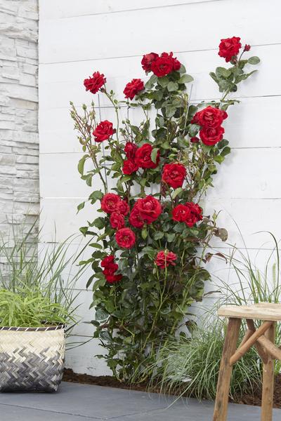 Rosa Crazy in love 'Red' - Rode Roos - Ø15cm - ↕65cm