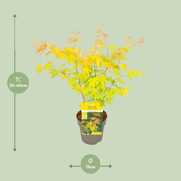 Acer palmatum Orange Dream - Ø15cm - ↕30cm