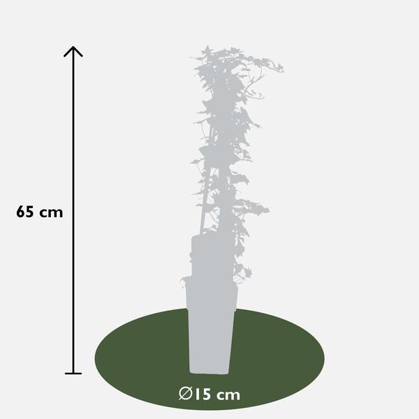 Hedera helix - Ø15cm - ↕65cm