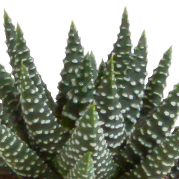 Gasteria/Haworthia mix 5,5cm - zonder pot - 5x