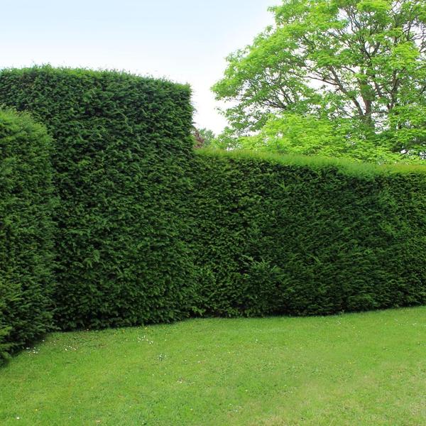 Grote taxus planten voor 10 strekkende meter haag | - 12L - 20 x | ↨ 100-125 cm