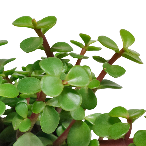 Portulacaria afra - zonder pot