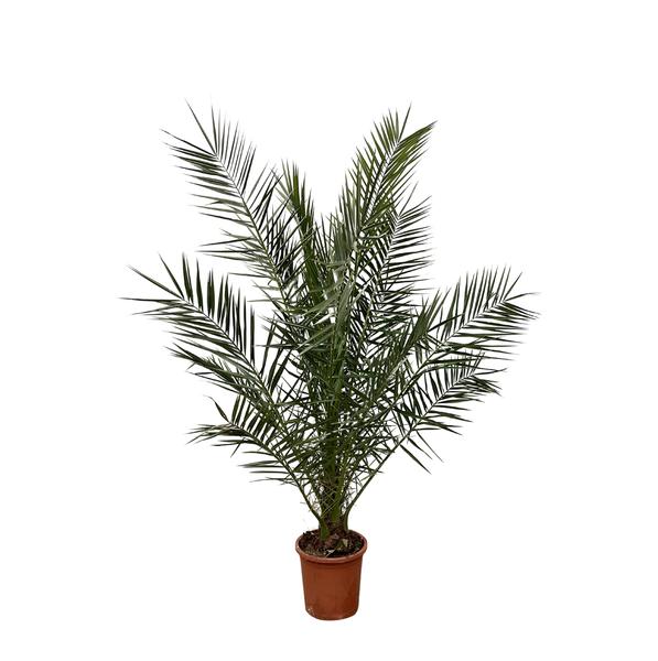 Phoenix Canariensis - 180 cm - Ø24cm