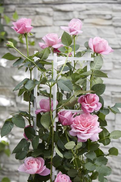 Rosa Crazy in love 'Pink' - Roze Roos - Ø15cm - ↕65cm