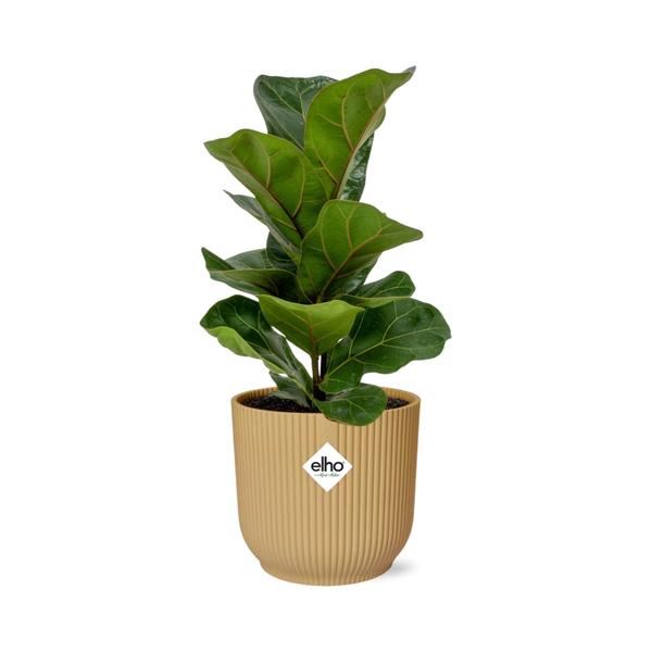 Ficus Lyrata ‘Bambino’ in ELHO Vibes Fold 14cm geel