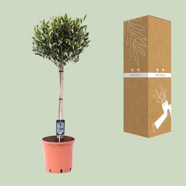 Olea Olijf - Ø22cm - ↕100cm