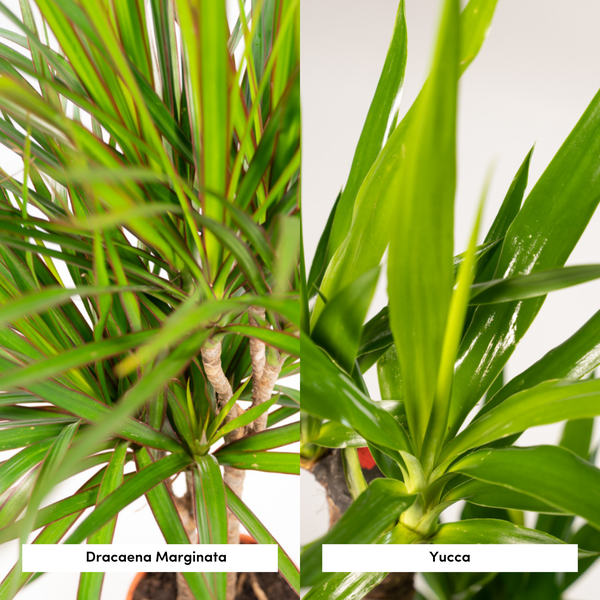 Dracaena ↨70cm - Ø17cm + Yucca ↨90cm - Ø17cm