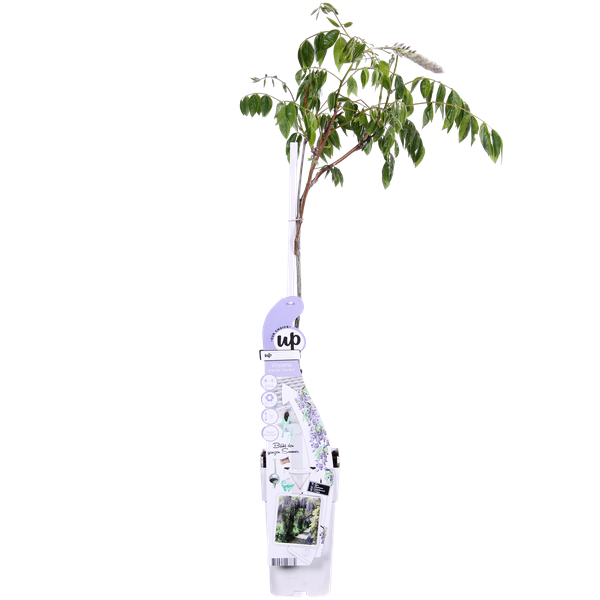 Wisteria sinensis Caroline - Paarse Regen - Ø15cm - ↕65cm