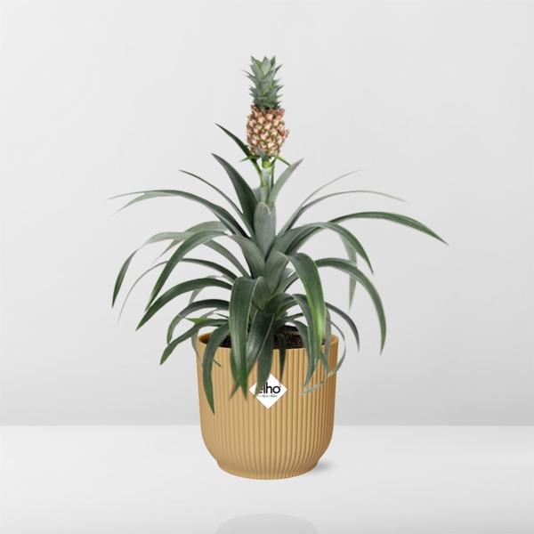 Ananas Mi Amigo in ELHO Vibes Fold 14cm geel