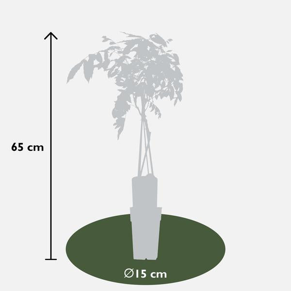 2x Wisteria sinensis 'Prolific' - ↨65cm - Ø15