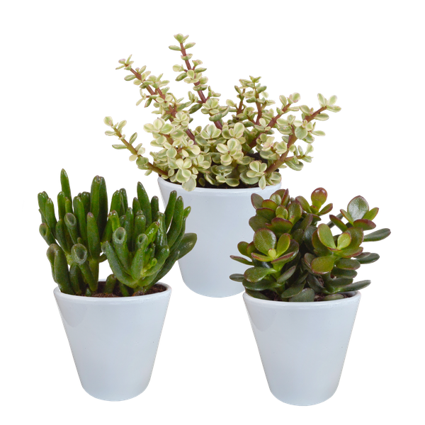 Crassula mix 8.5 cm - 3x - in witte pot