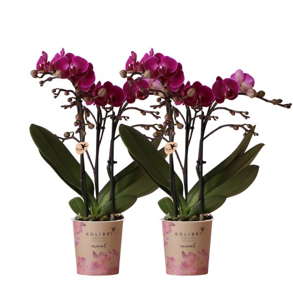 Kolibri Orchids | COMBI DEAL van 2 paarse phalaenopsis orchideeën - Morelia - potmaat Ø9cm | bloeiende kamerplant - vers van de kweker