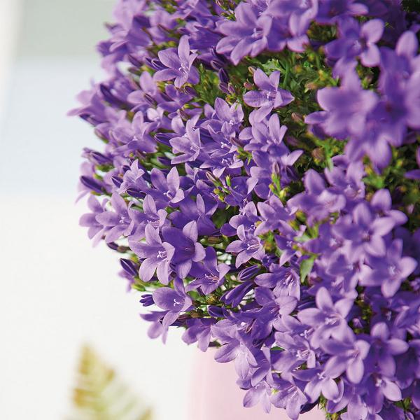 Campanula Addenda - Klokjesbloem paars potmaat 12cm - 1m2 bodembedekker - 6 stuks - Ambella purple - tuinplanten - winterhard