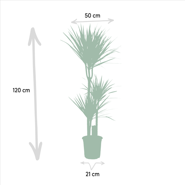 Dracaena Marginata - Ø21cm - ↕120cm