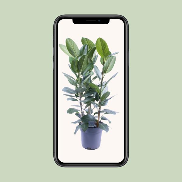 Ficus Audrey Toef 3 stekken - Ø27cm - ↕105cm