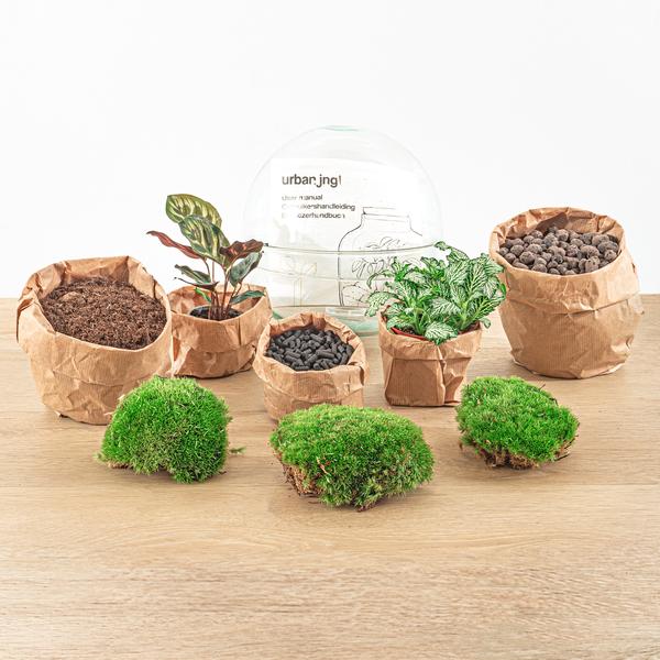 DIY terrarium - Dome - ↕ 20 cm - Rake + Shovel