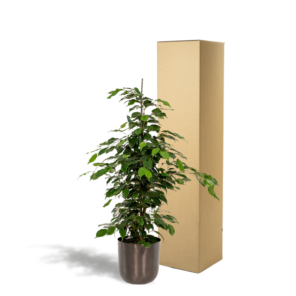 Ficus benjamina Danielle - Ø21cm - ↕95cm + Pot Mayk Lead