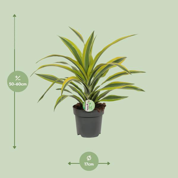 Dracaena Fragrans Lemon Lime - Ø17cm - ↕40cm