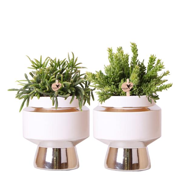 Kolibri Greens | Succulenten set van 2 planten in zilveren Le Chic sierpotten - keramiek  potmaat Ø9cm