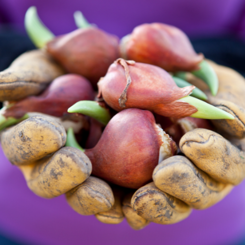 Strong gold - Tulpenbollen 20 stuks