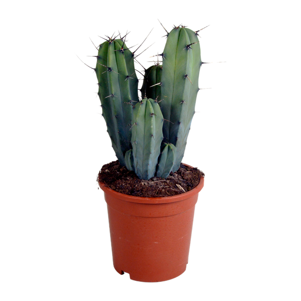 Myrtillocactus geometrizans 17 cm - zonder pot