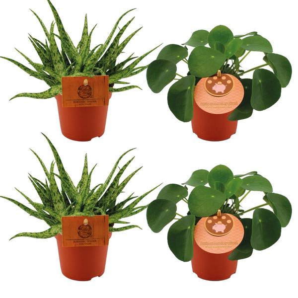 2x Aloe Spider + 2x Pilea Peperomoides - 4 stuks - Ø10.5cm - ↕10cm