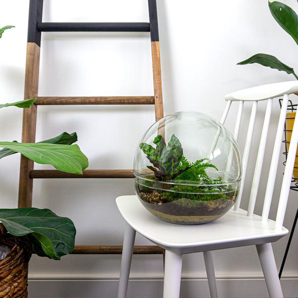 DIY terrarium - Dome XL - ↕ 30 cm - Normal