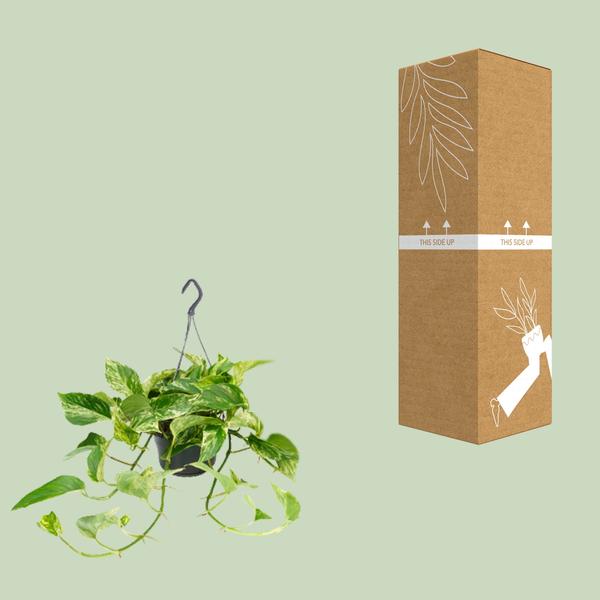 Epipremnum Marble Queen - Scindapsus - Ø15cm - ↕25cm - Ø15 - ↨25cm