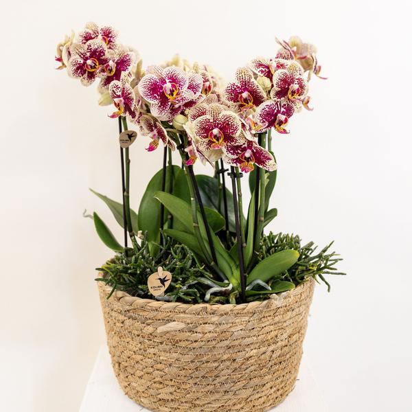 Kolibri Home - Inlay met waterreservoir met watergeeflonten voor orchideeënschaal - watergeefsysteem voor orchideeën Ø25cm - 3x9 - Jungle Bouque + 3x Watergeeflonten