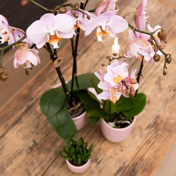 Kolibri Orchids | roze Phalaenopsis orchidee -Mineral Kikion - potmaat Ø12cm | bloeiende kamerplant - vers van de kweker