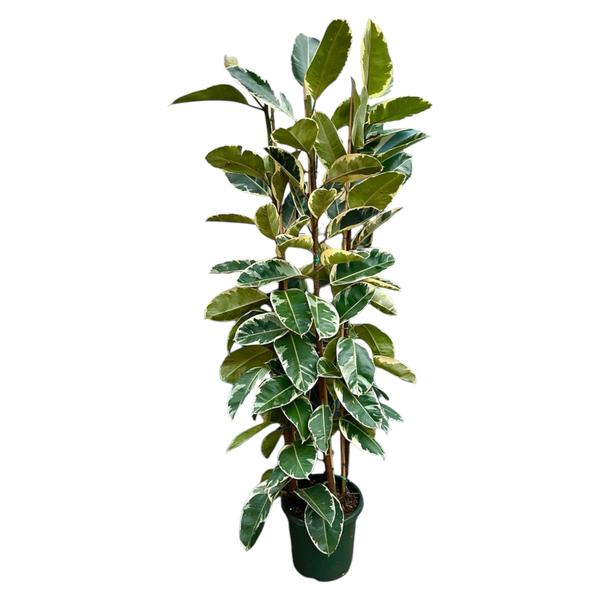 Ficus Elastica Tineke struik - 225cm - ø40